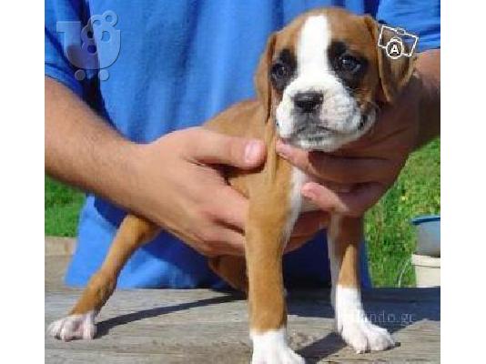PoulaTo: Boxer